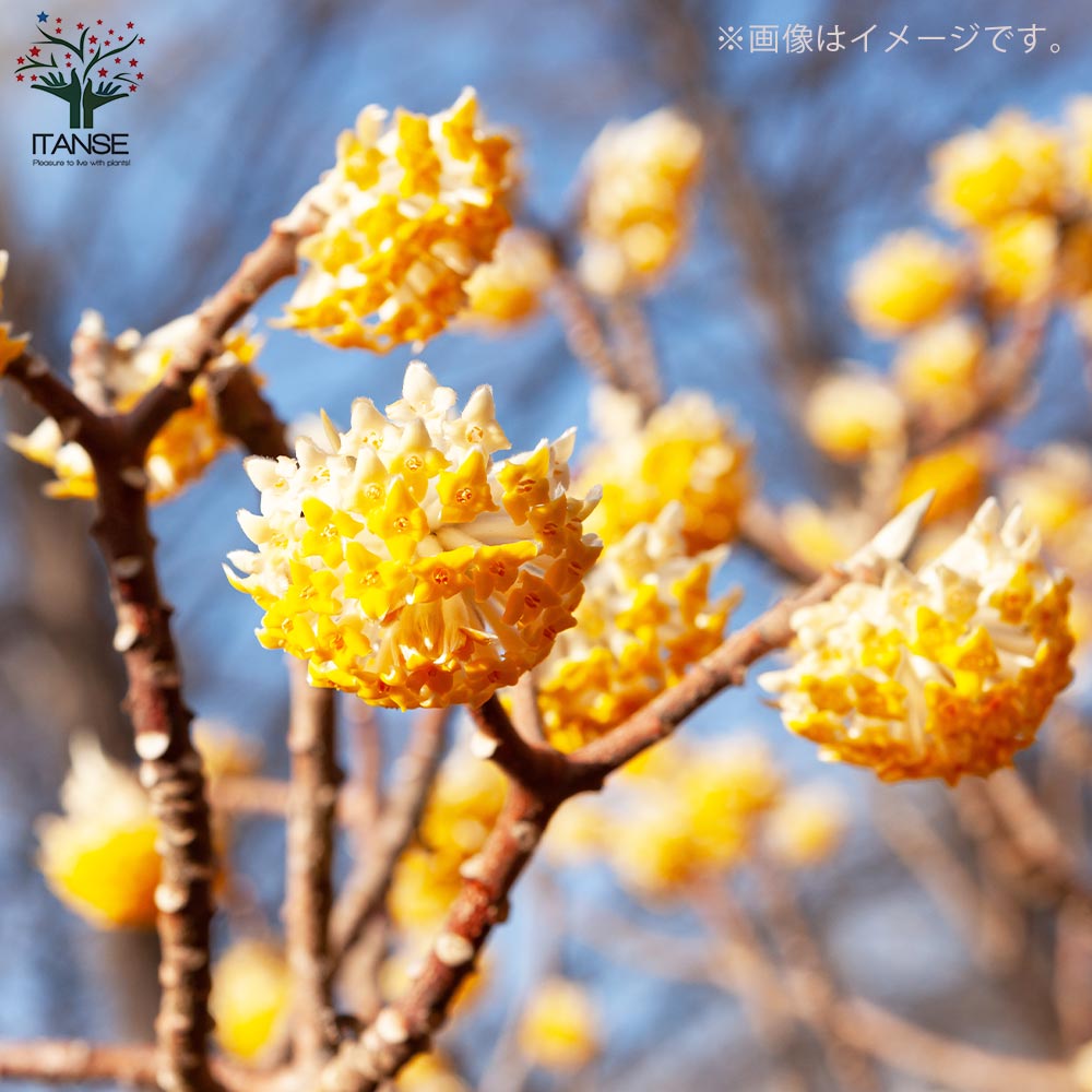 中国ミツマタ 大輪【花苗 4.5号ポット／1個売り】｜ 【植物の