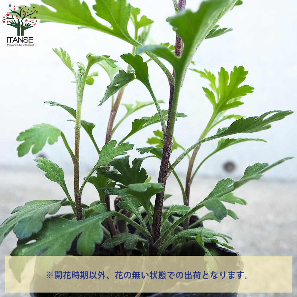 夏菊 さんご【花苗 3号ポット/お買い得2個セット】| 【植物のITANSE】全品送料無料・即出荷!