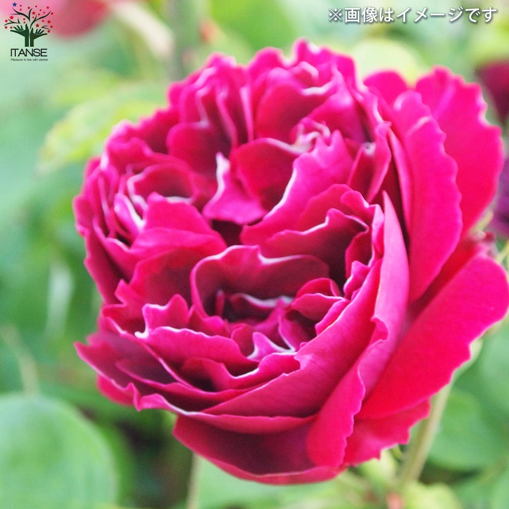 薔薇苗 オールドローズ・バロンジロードゥラン【花苗 5号角鉢／1個売り