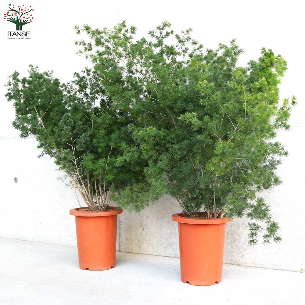 アスパラガス ミリオグラタス【観葉植物 7号鉢／1個売り】｜ 【植物の