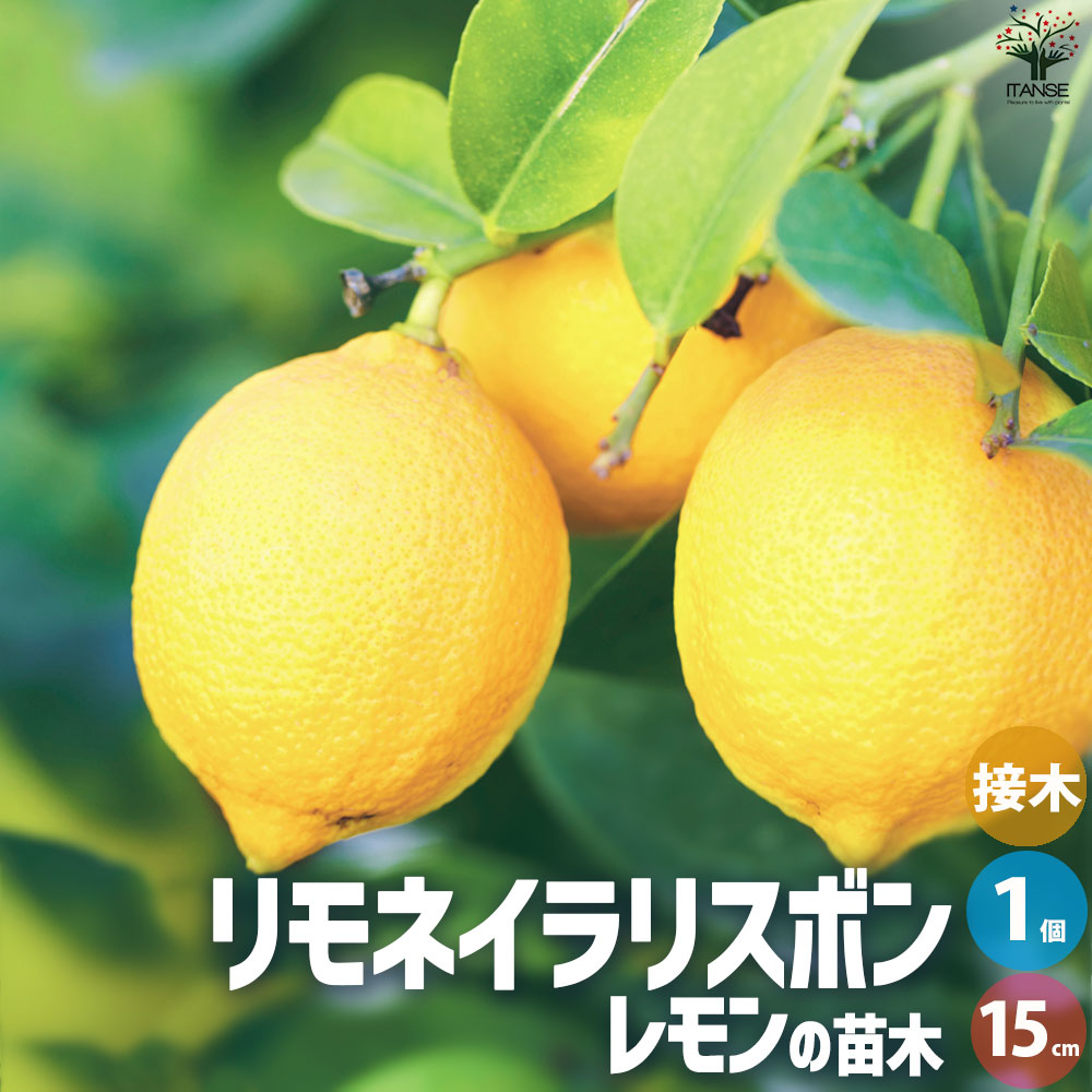 レモンの苗木 リモネイラリスボン【果樹の苗木 15cmポット 接木苗／1個売り】