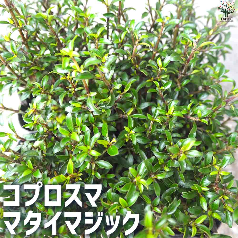 コプロスマ  マタイマジック 【庭木 3号ポット】