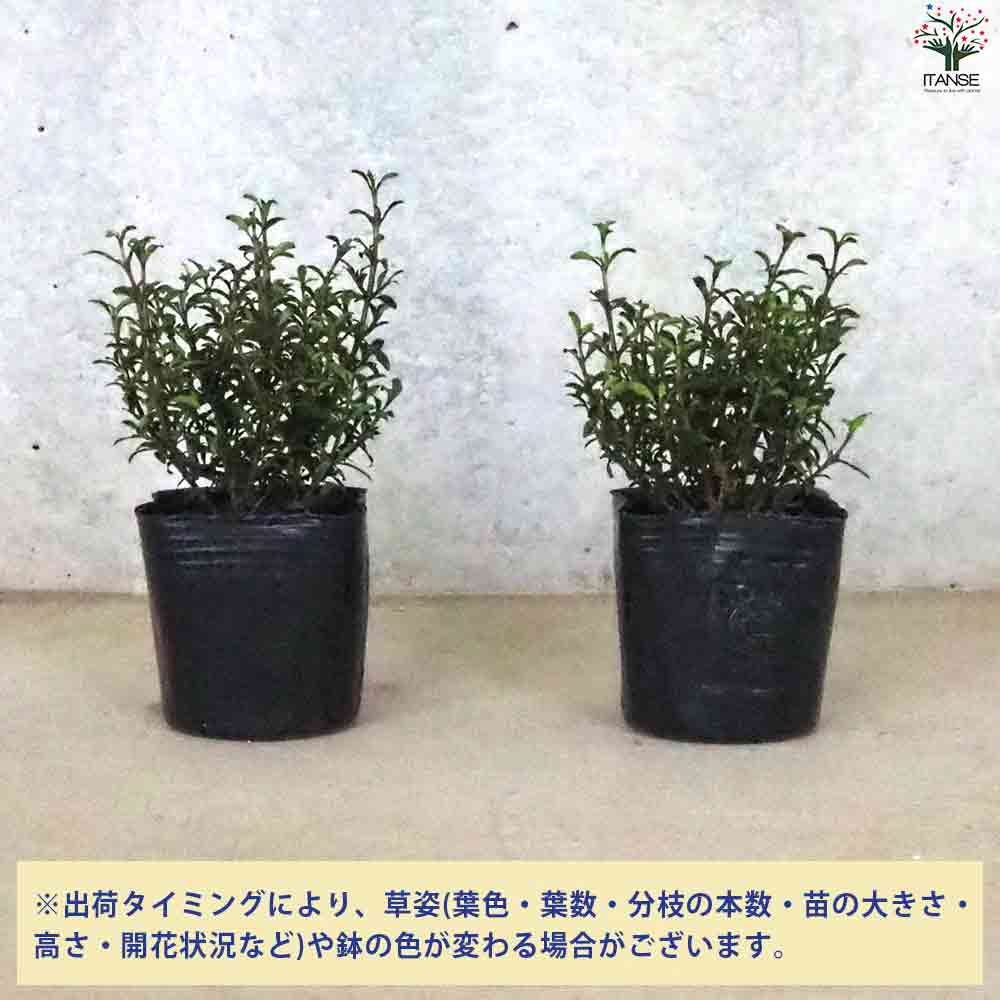 コプロスマ  マタイマジック 【庭木 3号ポット】