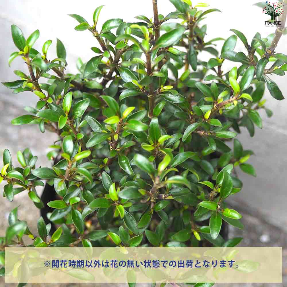 コプロスマ  マタイマジック 【庭木 3号ポット】