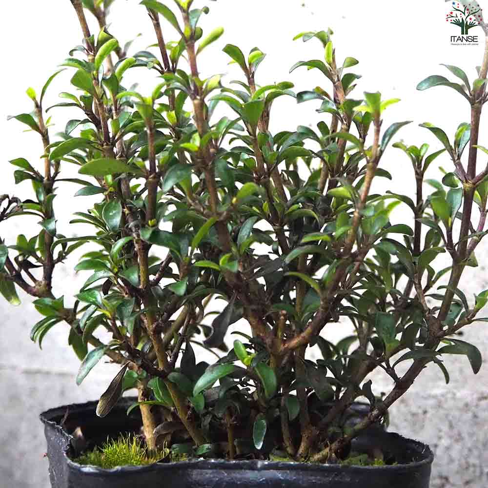 コプロスマ  マタイマジック 【庭木 3号ポット】