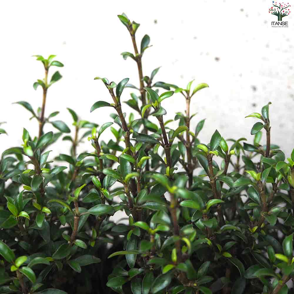 コプロスマ  マタイマジック 【庭木 3号ポット】