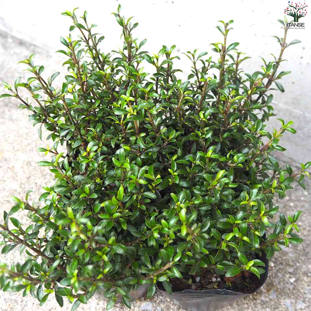 コプロスマ  マタイマジック 【庭木 3号ポット】