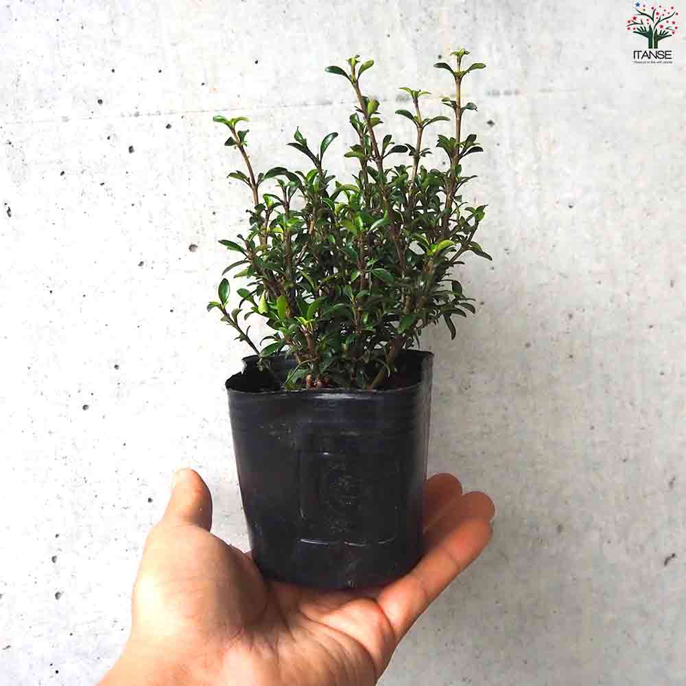 コプロスマ  マタイマジック 【庭木 3号ポット】