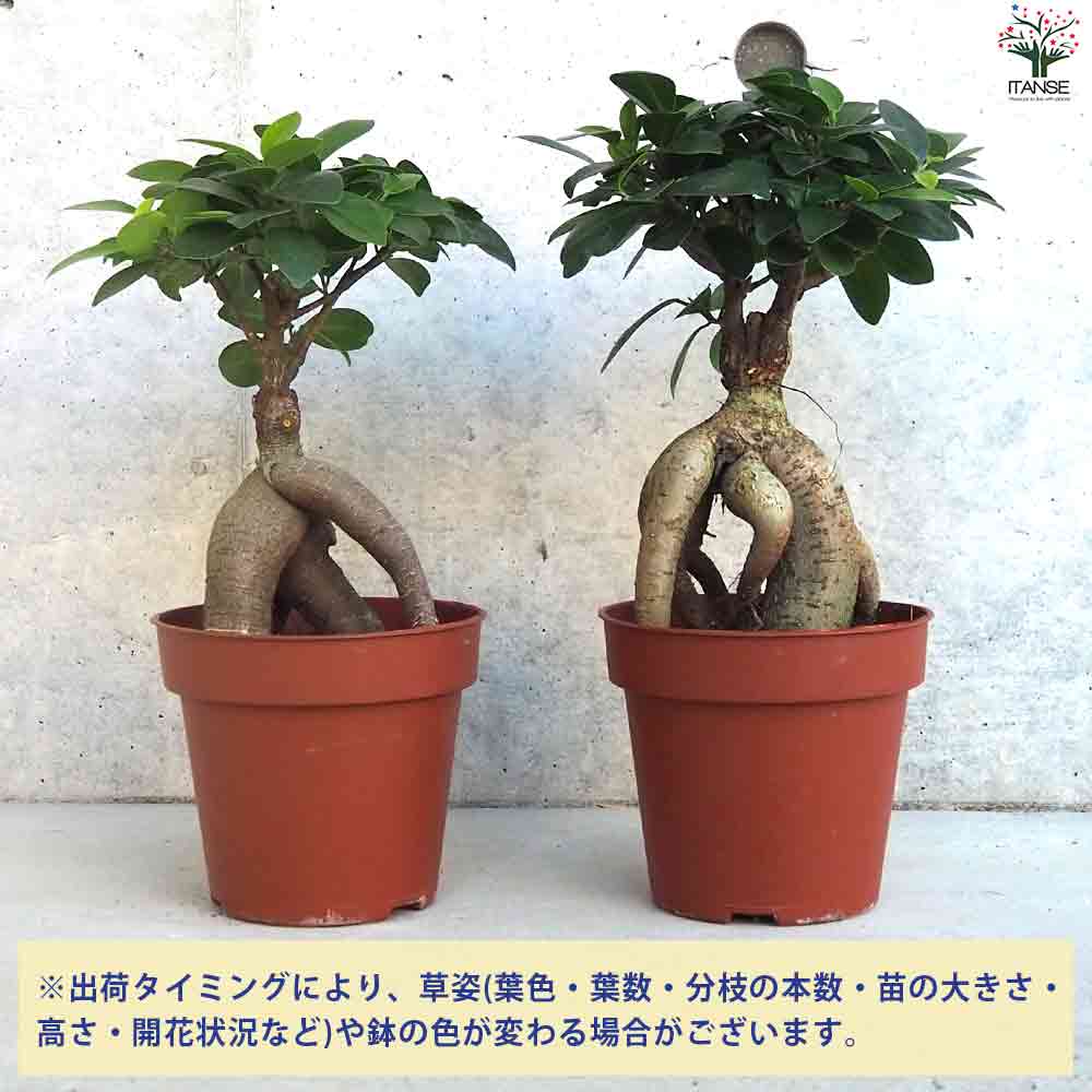 人参ガジュマル 斑入り白 希少‼️‼️ 206 フラワー・ガーデニング