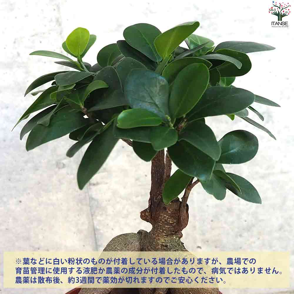 観葉植物 人参ガジュマル4 【観葉植物 4号鉢】｜ 【植物のITANSE
