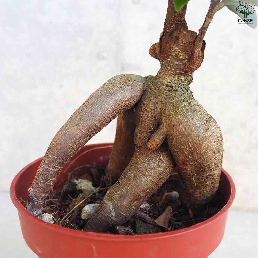 観葉植物 人参ガジュマル4 【観葉植物 4号鉢】