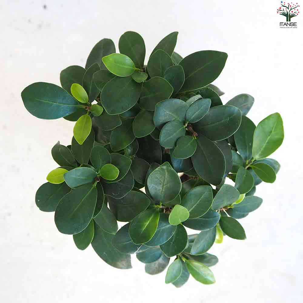 観葉植物 人参ガジュマル4 【観葉植物 4号鉢】