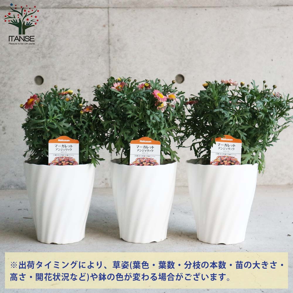 ☆53 【ご依頼品】マーガレット様 押し花 NO.983マーガレット他(訳あり品) - メルカリ