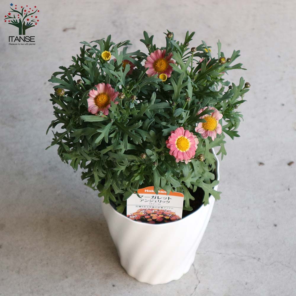 寄せ植え花　マーガレット　アンジェリック マーガレット・スイートピンク(アンジェリックスイーツ)花苗 5号鉢