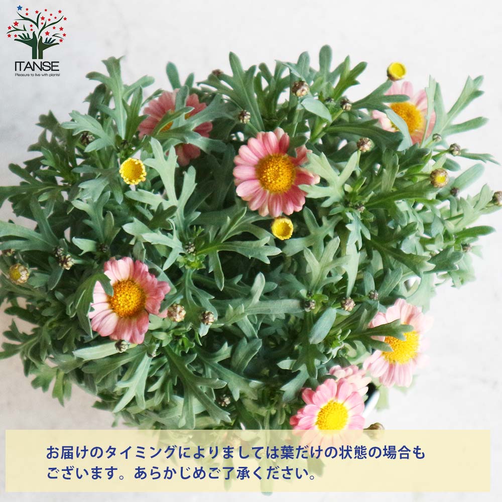 ●マーガレット 71YxweZGhrL._UF350,350_QL50_.jpg