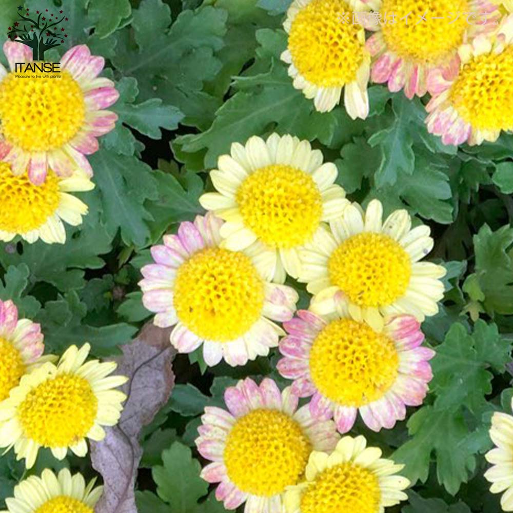 寄せ植え花　マーガレット　アンジェリック マーガレット・スイートピンク(アンジェリックスイーツ)花苗 5号鉢