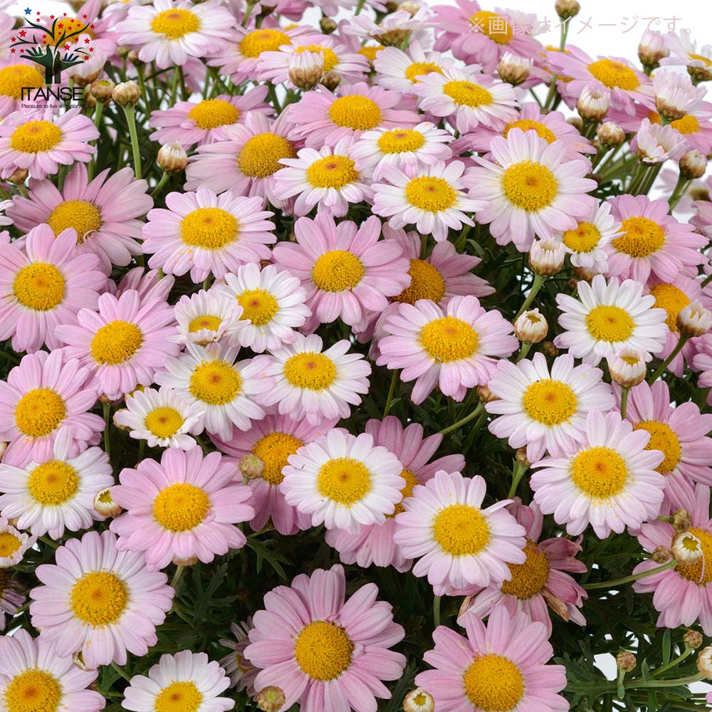 ☆53 【ご依頼品】マーガレット様 押し花 NO.983マーガレット他(訳あり品) - メルカリ