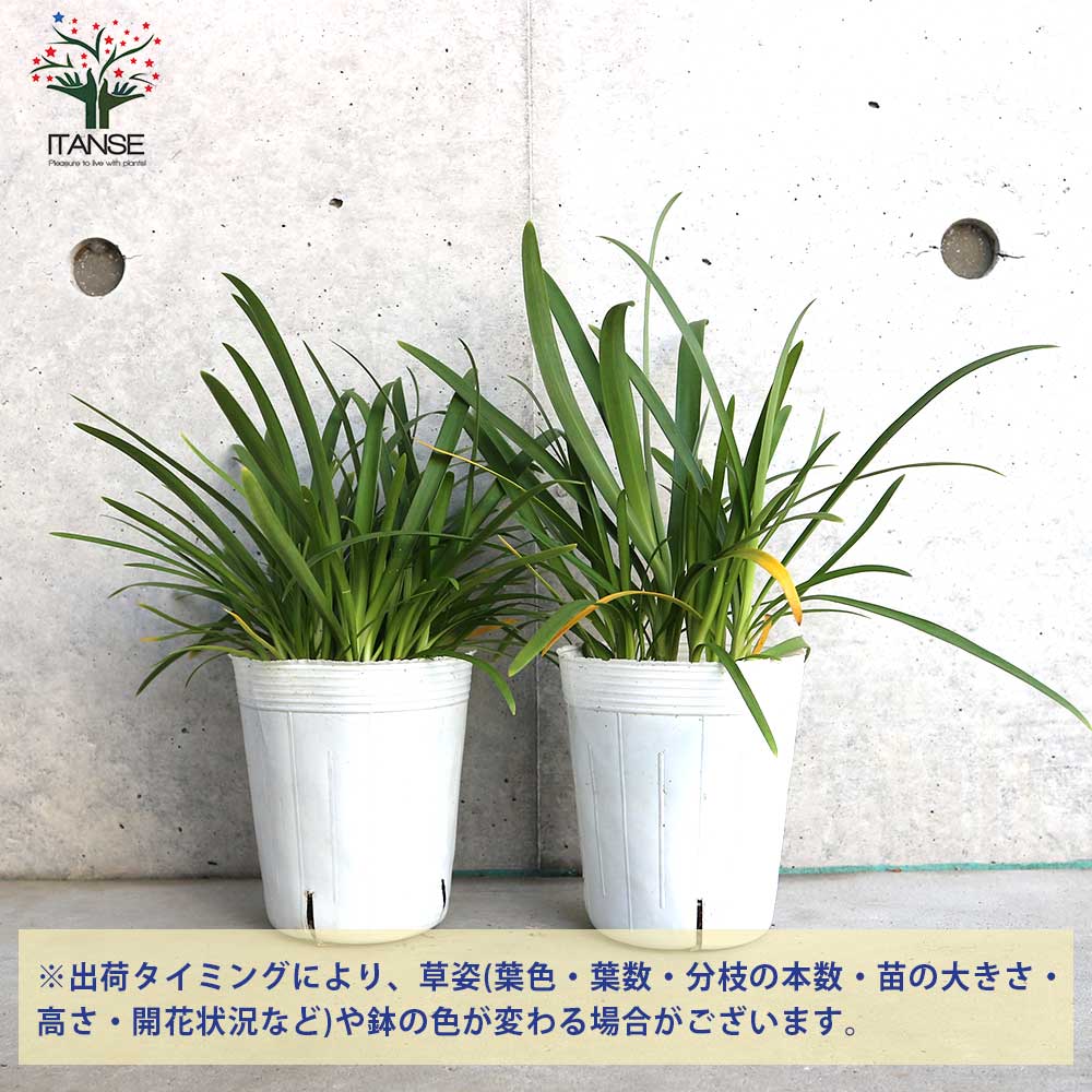 アガパンサスサマーラブホワイト苗 15_000000019258.jpg?1750771297