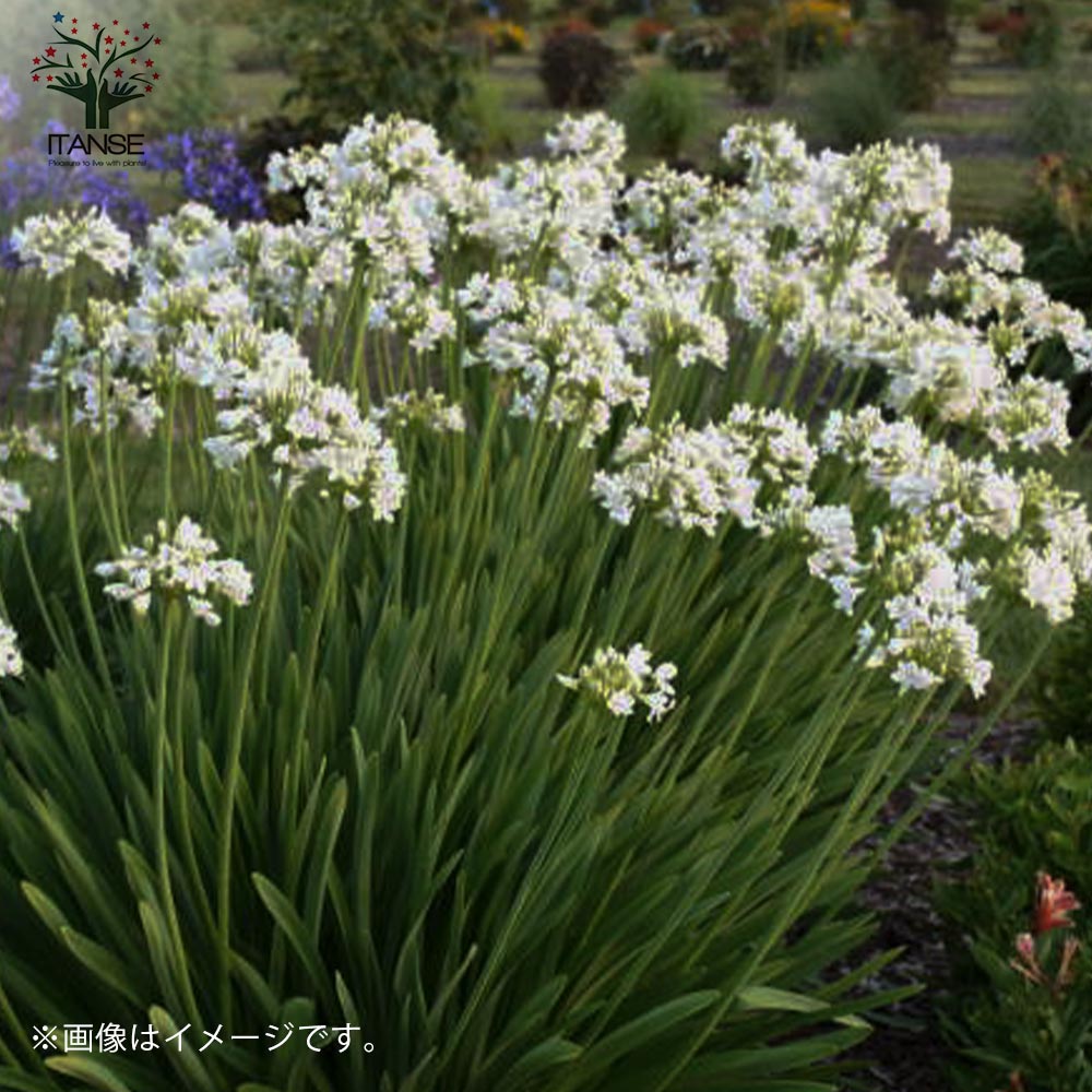 アガパンサス サマーラブ ホワイト 球根植物【花苗 3.5号ポット