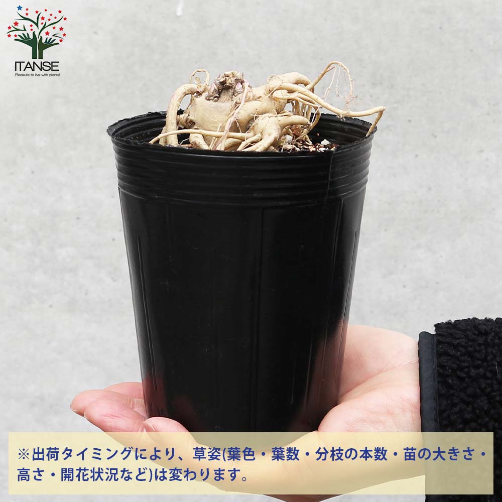 桔梗の苗 紫花／多年草【花苗 3.5号ロングポット苗】｜ 【植物の