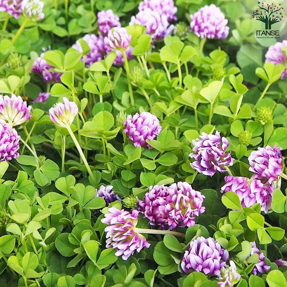 カトレア クローバー鉢色見計い【花苗 3.5号】｜ 【植物のITANSE