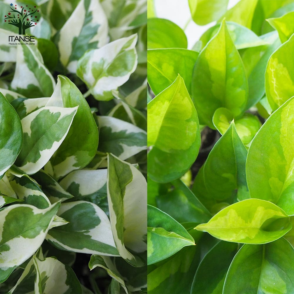 斑入りポトス 2品種【観葉植物 3号ポット】｜ 【植物の