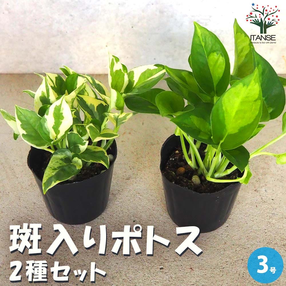 斑入りポトス 2品種【観葉植物 3号ポット】｜ 【植物の
