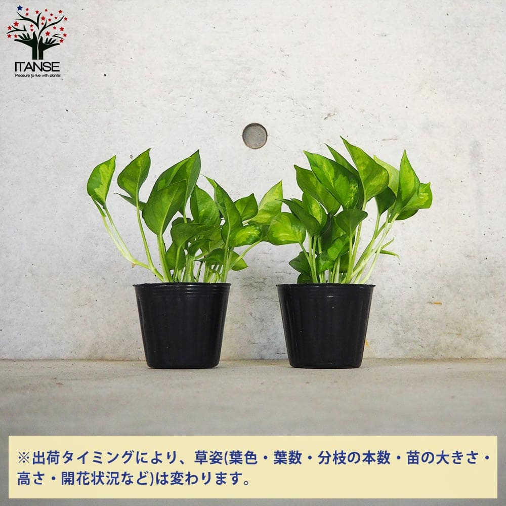 ポトスライムコンパクト　極散り斑入り 斑入りポトス 2品種【観葉植物 3号ポット】｜ 【植物の