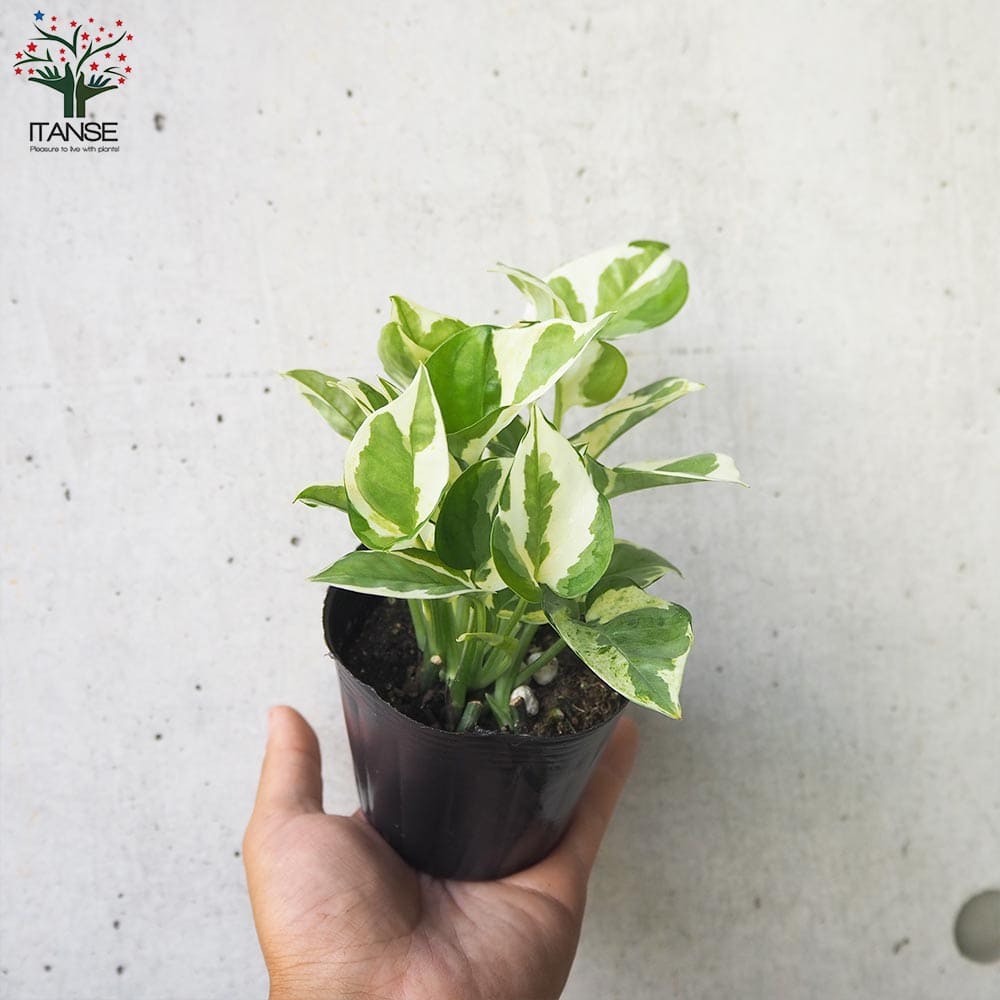 斑入りポトス 2品種【観葉植物 3号ポット】｜ 【植物の