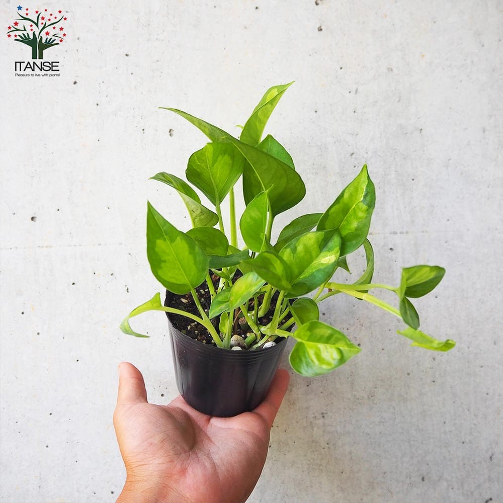 ポトスライムコンパクト　極散り斑入り 斑入りポトス 2品種【観葉植物 3号ポット】｜ 【植物の