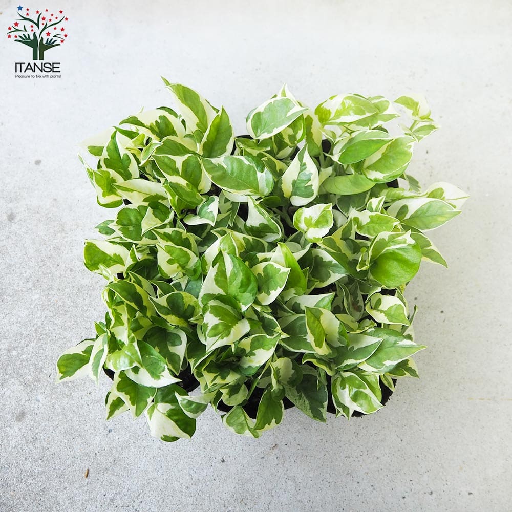 ポトスライムコンパクト　極散り斑入り ポトス ライムコンパクト散り斑入り 【公式通販】