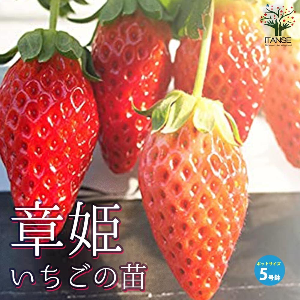 いちごの苗 品種：章姫(あきひめ) 【野菜の苗 5号ポット大苗売り】