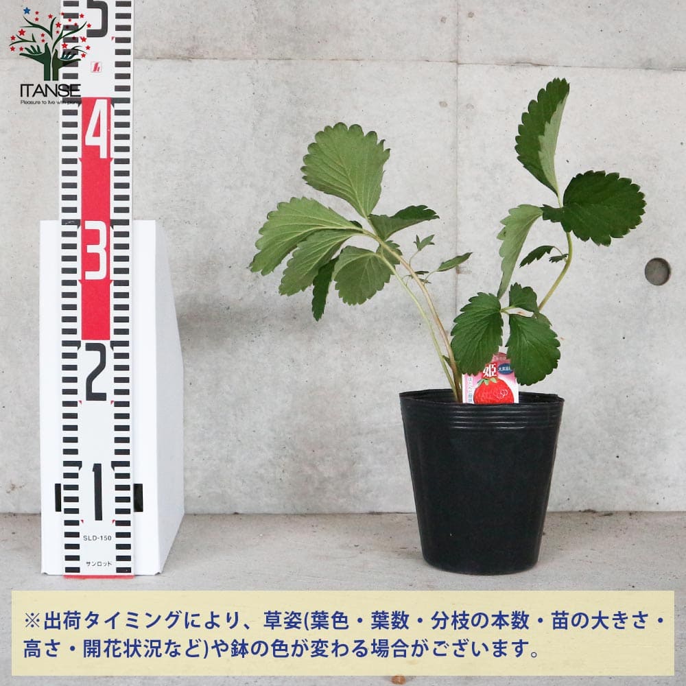 いちごの苗 品種：章姫(あきひめ) 【野菜の苗 5号ポット大苗売り】