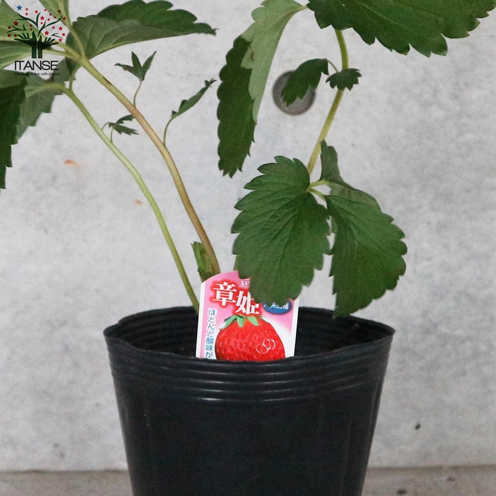 いちごの苗 品種：章姫(あきひめ) 【野菜の苗 5号ポット大苗売り】