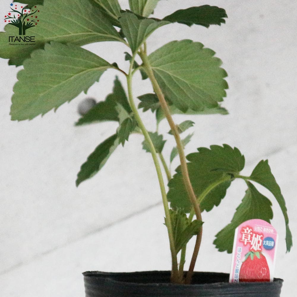 いちごの苗 品種：章姫(あきひめ) 【野菜の苗 5号ポット大苗売り】