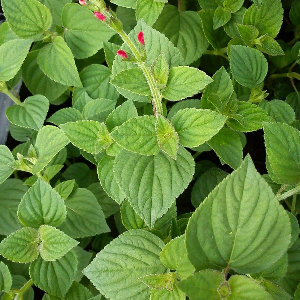 セージ ハニーメロン 10.5cm2個～【おうちで簡単！育てやすい10.5cmポットハーブ苗シリーズ！】