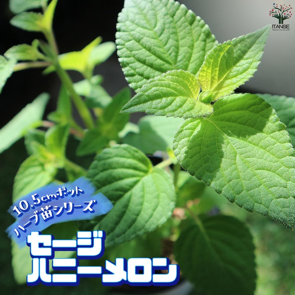 セージ ハニーメロン 10.5cm2個～【おうちで簡単！育てやすい10.5cmポットハーブ苗シリーズ！】