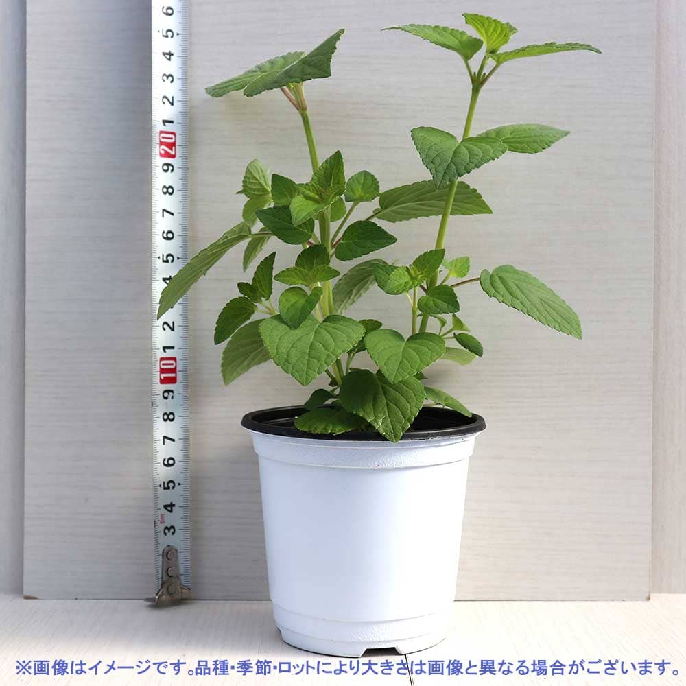 セージ ハニーメロン 10.5cm2個～【おうちで簡単！育てやすい10.5cmポットハーブ苗シリーズ！】