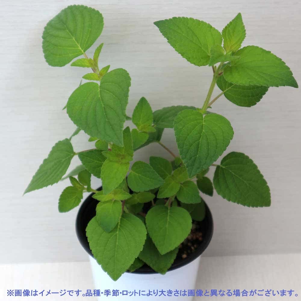 セージ ハニーメロン 10.5cm2個～【おうちで簡単！育てやすい10.5cmポットハーブ苗シリーズ！】