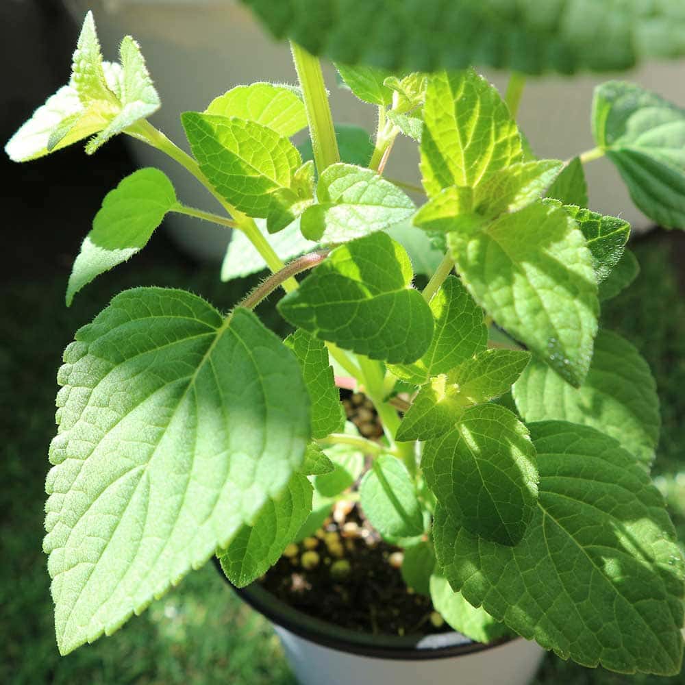 セージ ハニーメロン 10.5cm2個～【おうちで簡単！育てやすい10.5cmポットハーブ苗シリーズ！】