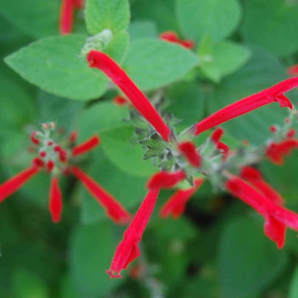 セージ ハニーメロン 10.5cm2個～【おうちで簡単！育てやすい10.5cmポットハーブ苗シリーズ！】