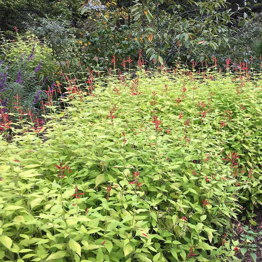 セージ ハニーメロン 10.5cm2個～【おうちで簡単！育てやすい10.5cmポットハーブ苗シリーズ！】