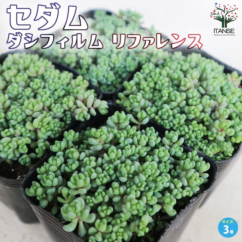 セダム ダシフィルムリファレンス【多肉植物 3号ポット】