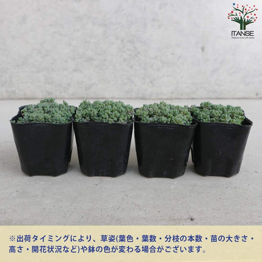 【お問合せ・確認用】植物全般（多肉、球根、水草、熱帯植物等） 毎年花が咲く【 クロコスミア ルシファー 】 球根 8球 春植え 植えっ