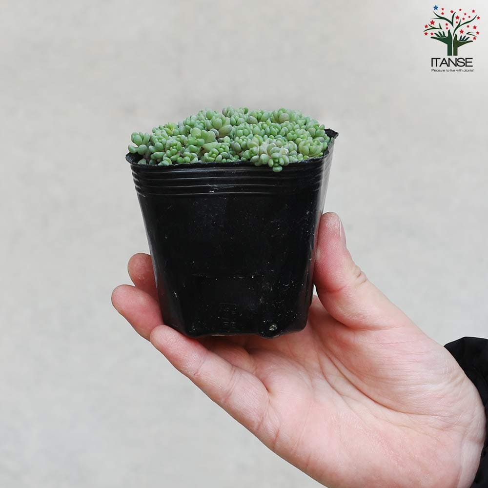 多肉植物　ダシフィルム　抜き苗　セダム ダシフィルム 抜き苗＋おまけ 多肉植物 セダム ゆうパケット発送