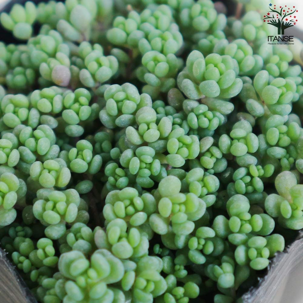 セダム ダシフィルムリファレンス【多肉植物 3号ポット】｜ 【植物の