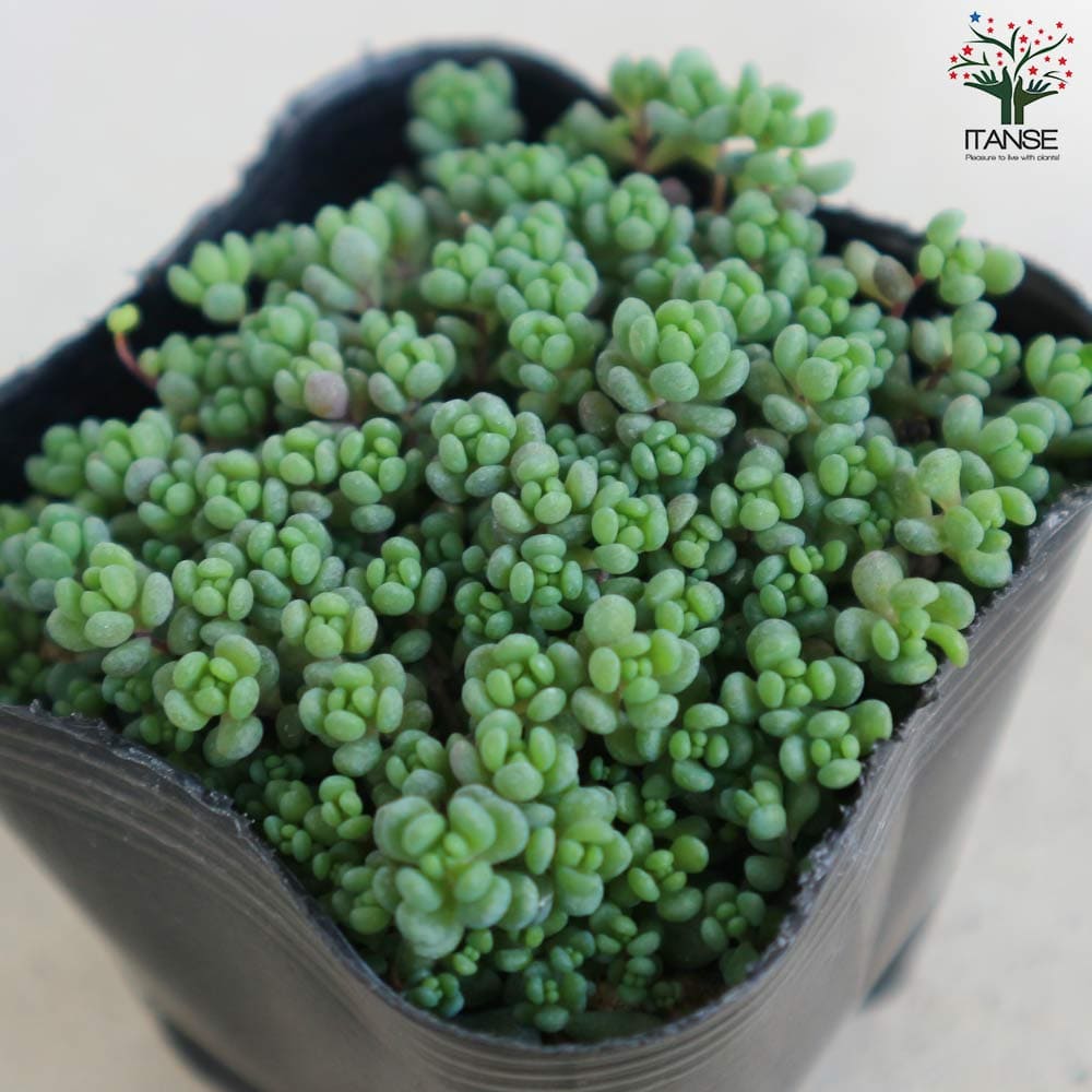 セダム ダシフィルムリファレンス【多肉植物 3号ポット】｜ 【植物の