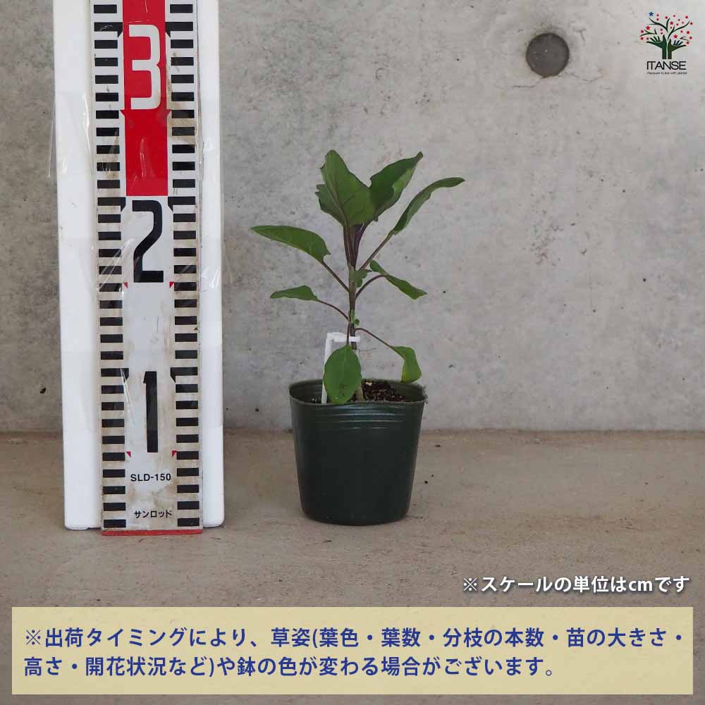 ふわとろ長ナス 2個~【野菜の苗 3号ポット】
