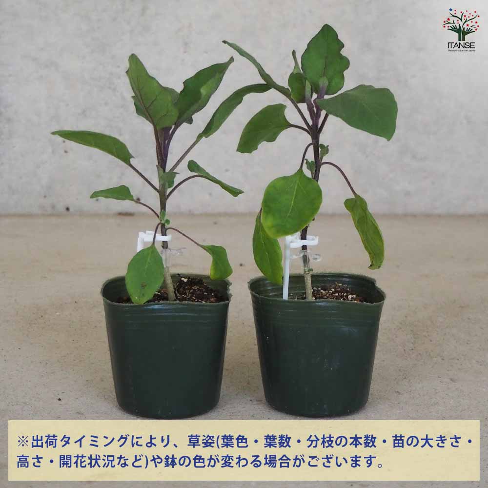 ふわとろ長ナス 2個～【野菜の苗 3号ポット】｜ 【植物のITANSE