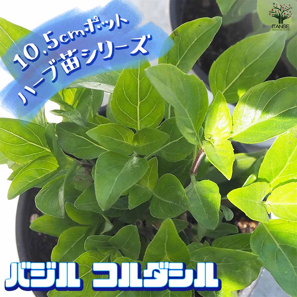 バジル コルダシル 2個～【ハーブの苗 10.5cm鉢】